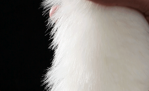 Fluffy Fox Tail Anal Plug  - image 7
